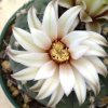 Gymnocalycium_bodenbenderianum_1